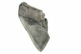 Partial, Fossil Megalodon Tooth #193970-1
